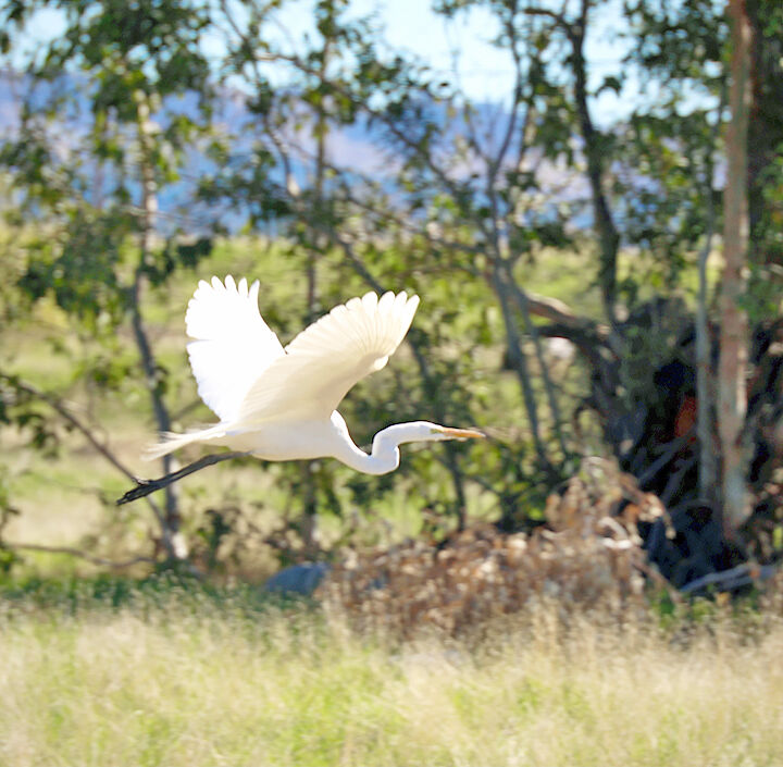 A great egret seen in Highland